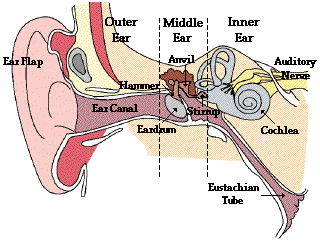 thehumanear.gif