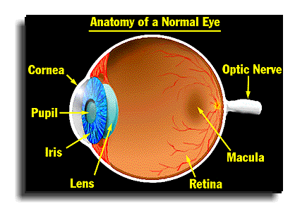 thehumaneye.gif
